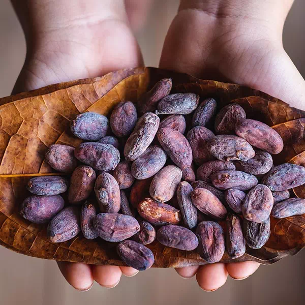 cacao