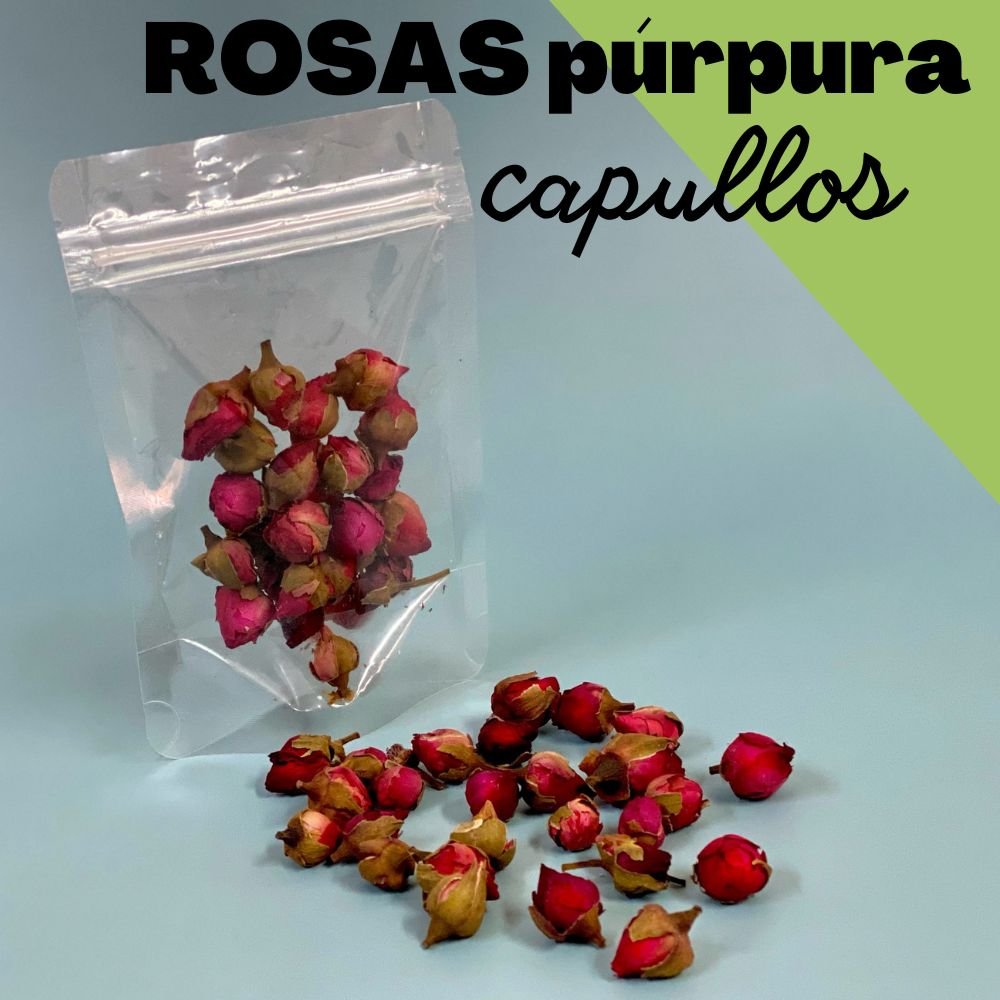 Capullo de rosa púrpura